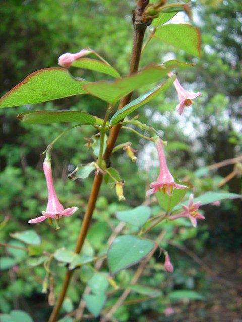 Lonicera gracilipes 'Grandis' P6